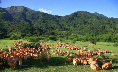 “畜禽重大疾病防控與高效安全養殖綜合技術(shù)研發(fā)”重點(diǎn)專(zhuān)項2018年度項目咨詢(xún)指南